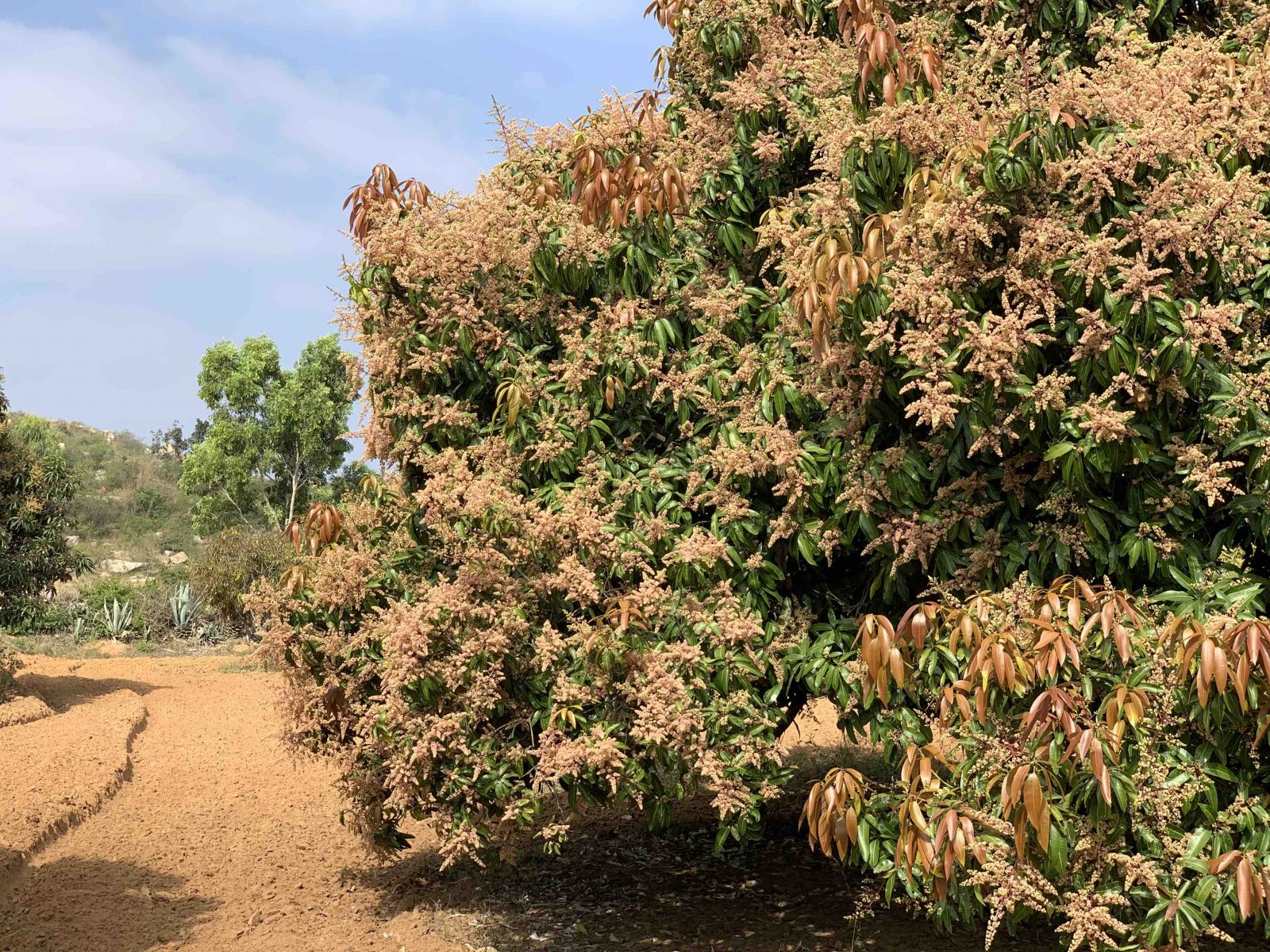 Pavana Vatika Orchards - 14-acre chemical-free mango farm in Karnataka