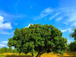 Mango picking experience at Pavana Vatika Orchards